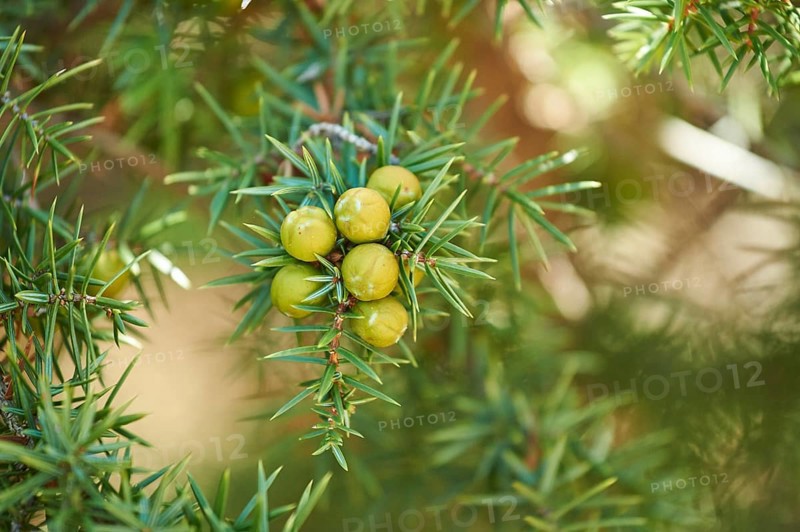 Common juniper (Juniperus communis) with green berries