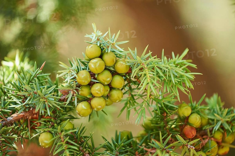 Common juniper (Juniperus communis) with green berries