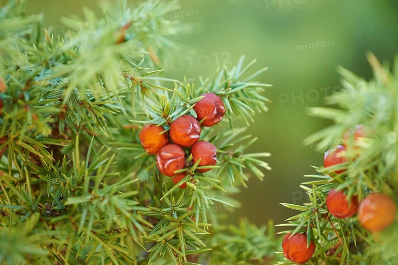 Common juniper (Juniperus communis) with red berries