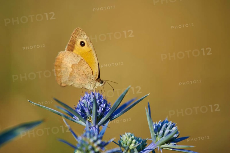 Large heath (Coenonympha tullia) on blue thistle blossom