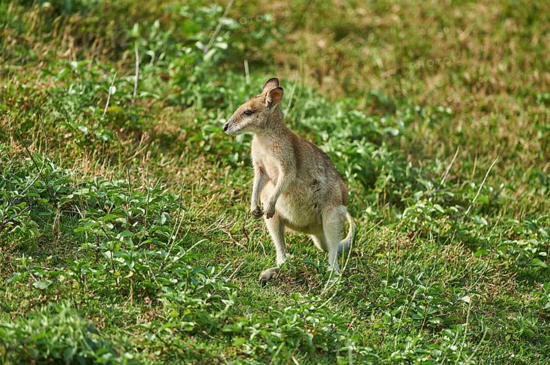 Agile wallaby (Macropus agilis) on a meadow