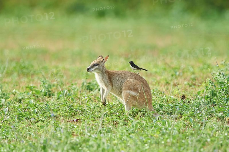 Agile wallaby (Macropus agilis) with an Willie Wagtail (Rhipidura leucophrys) on the back on a meadow