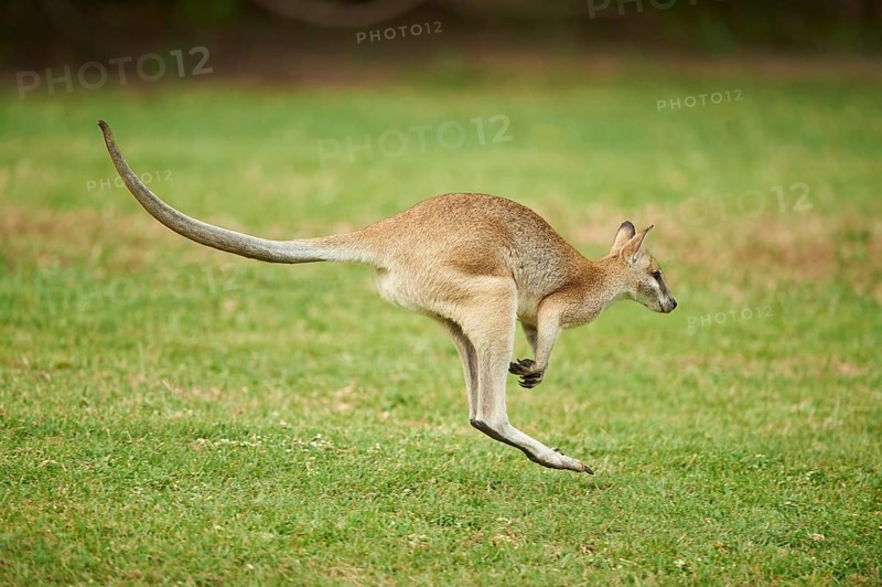 Agile wallaby (Macropus agilis) jumping on a meadow