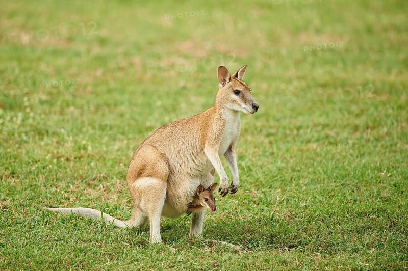 Agile wallaby (Macropus agilis)