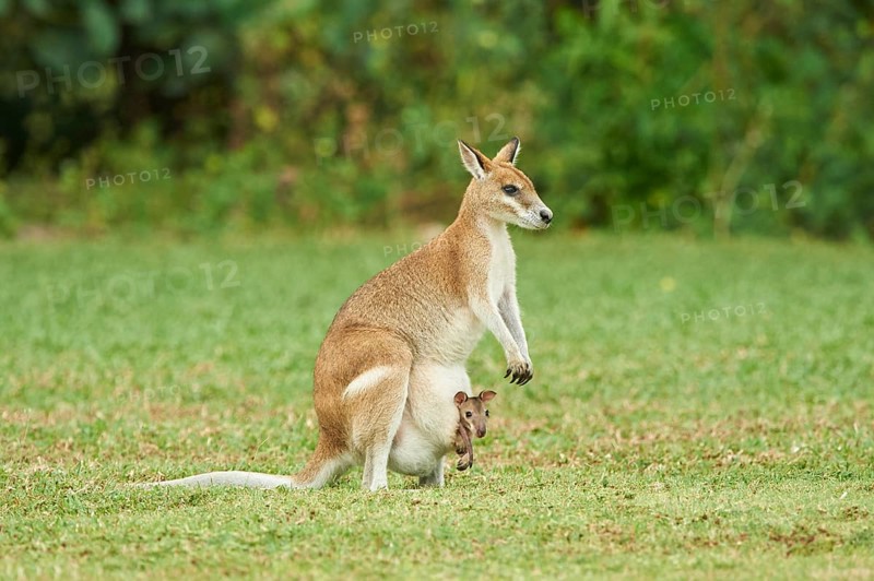 Agile wallaby (Macropus agilis)