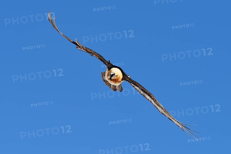 Bearded Vulture (Gypaetus barbatus) gliding