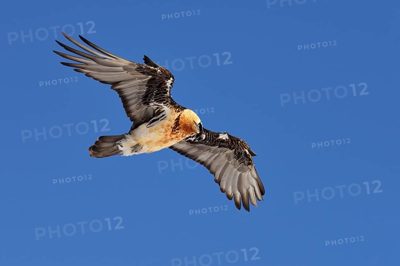 Bearded Vulture (Gypaetus barbatus) gliding