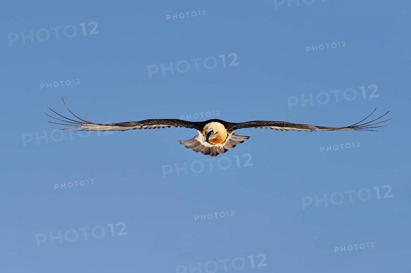 Bearded Vulture (Gypaetus barbatus) gliding
