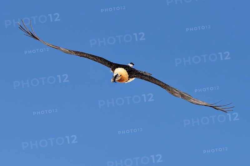 Bearded Vulture (Gypaetus barbatus) gliding