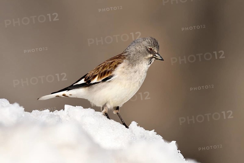 White.winged snow finch (Montifringilla nivalis) in snow