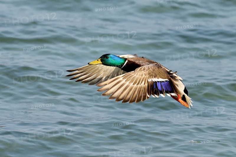 Mallard (Anas platyrhynchos) drake in flight