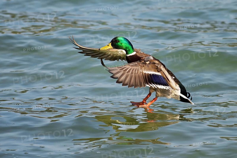 Mallard (Anas platyrhynchos) drake landing