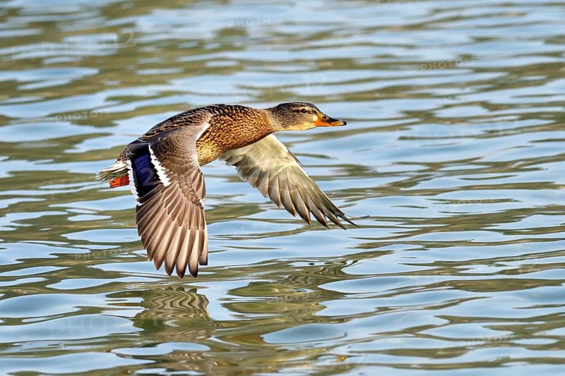 Mallard (Anas platyrhynchos) female in flight