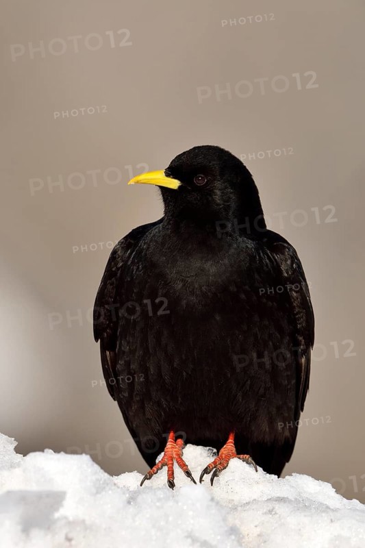 Alpine chough (Pyrrhocorax graculus) sitting in snow
