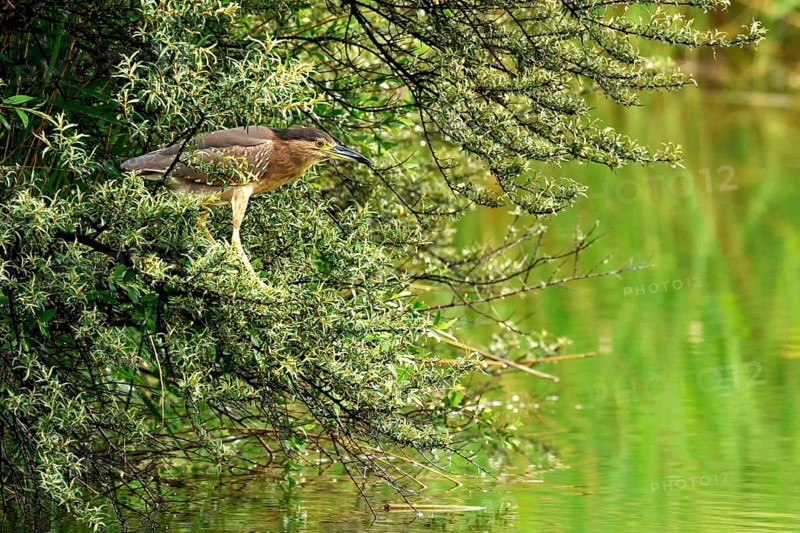 Young Black-Crowned Night Heron (Nycticorax nycticorax) on the lookout