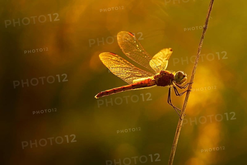 Spotted darter (Sympetrum depressiusculum)