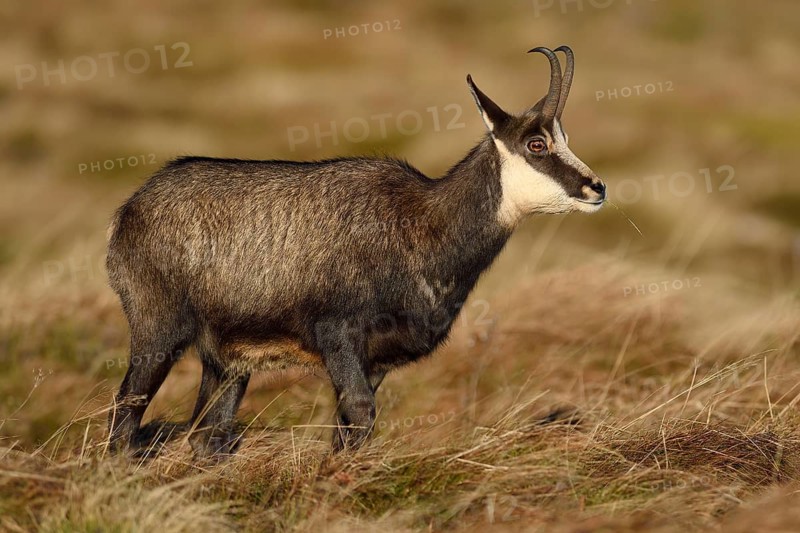 Chamois (Rupicapra rupicapra)