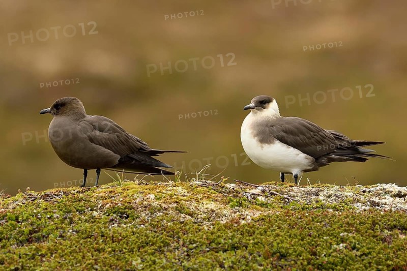 Arctic skua (Stercorarius parasiticus)