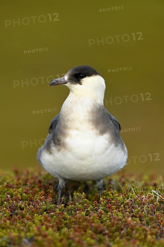 Arctic skua (Stercorarius parasiticus)