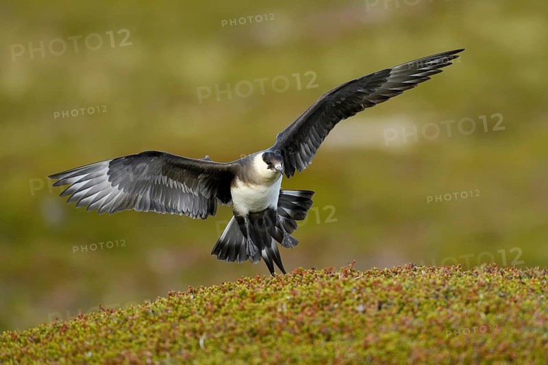 Arctic skua (Stercorarius parasiticus)