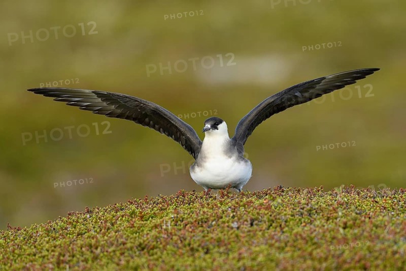 Arctic skua (Stercorarius parasiticus)