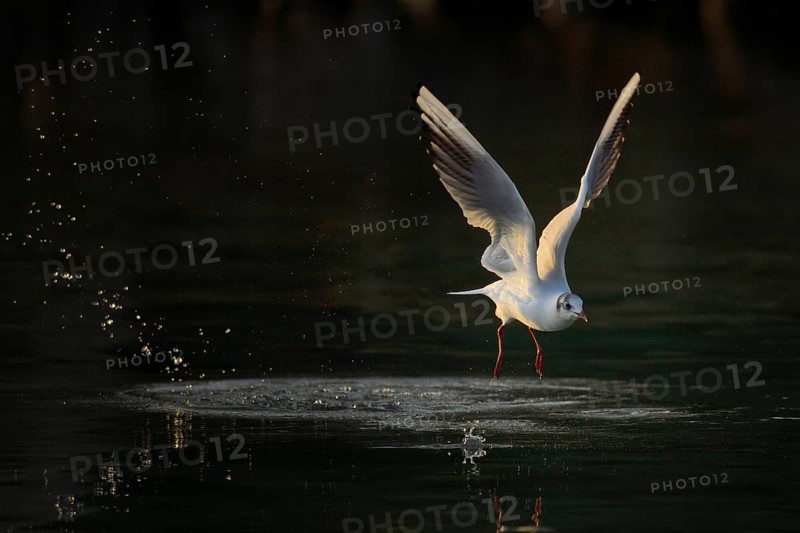 Black-headed gull (Larus ridibundus) in departure over water