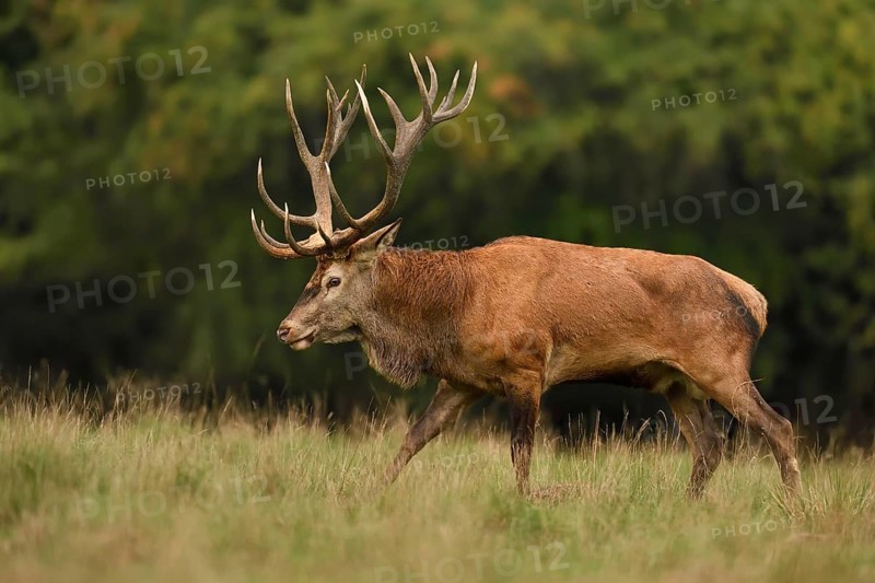 Kapitaler red deer (Cervus elaphus)