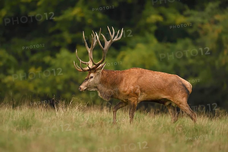 Kapitaler red deer (Cervus elaphus)