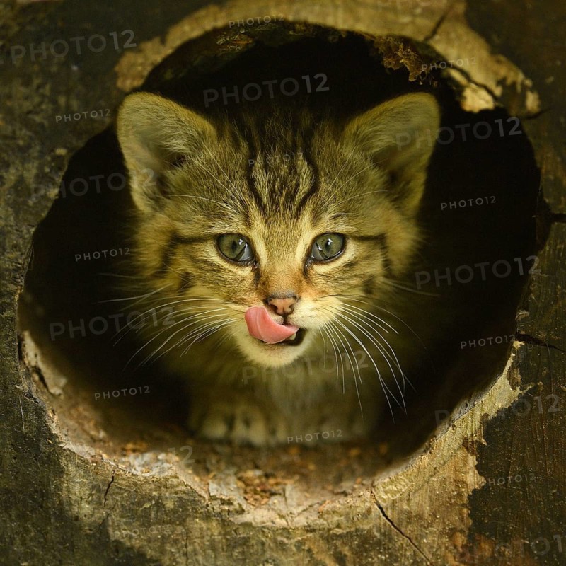 European wildcat (Felis silvestris silvestris)