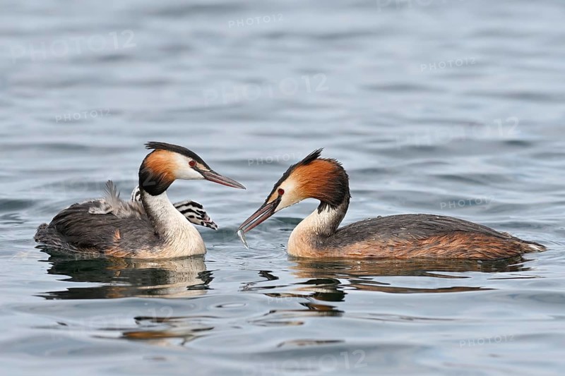 Great crested grebe (Podiceps cristatus)