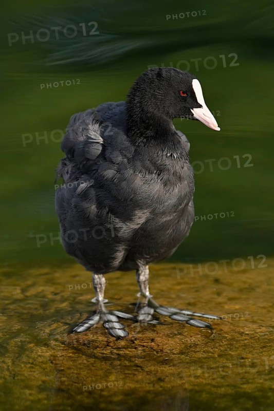 Common coot (Fulica atra)