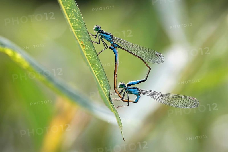 Blue-tailed damselfly (Ischnura elegans) mating