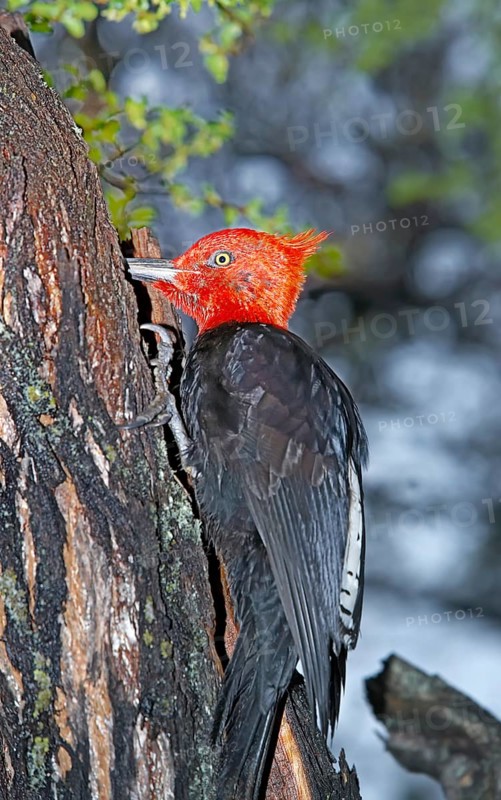 Male Magellanic Woodpecker (Compephilus magellanicus)