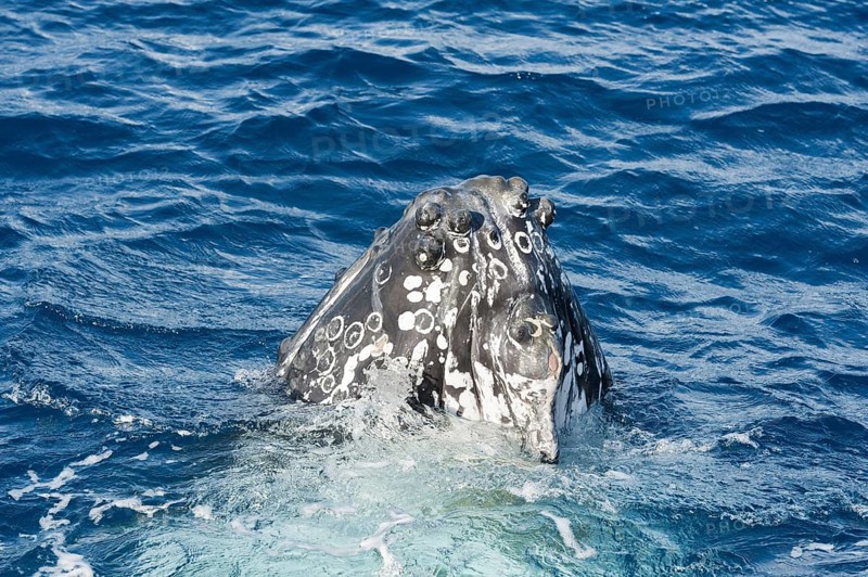 Humpback whale (Megaptera novaeangliae) adult surfacing