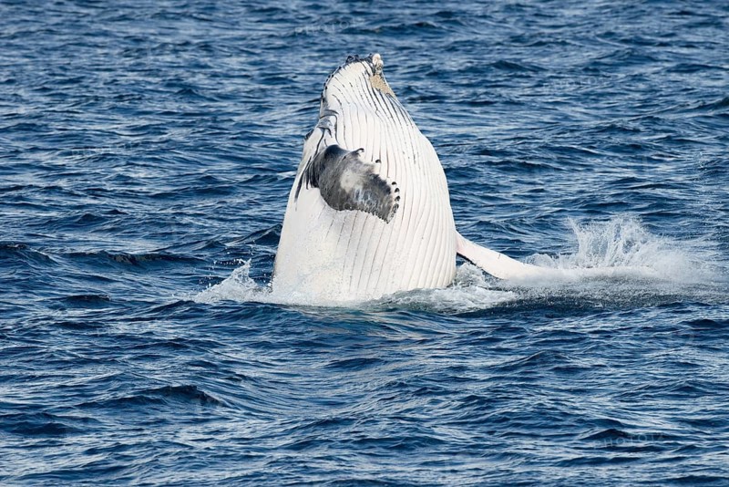 Humpback whale (Megaptera novaeangliae) breaching