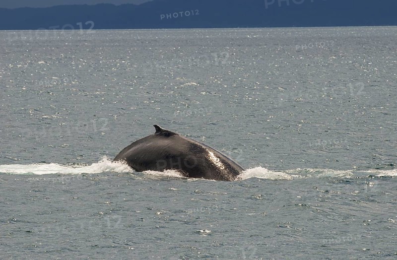 Humpback whale (Megaptera novaeangliae) adult surfacing
