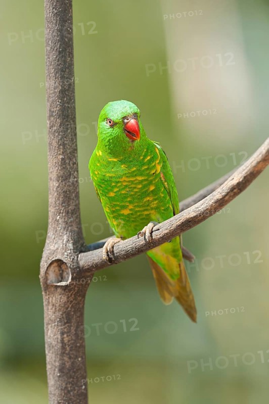 Scaly breasted lorikeet (Trichoglossus chlorolepidotus) sitting on a twig