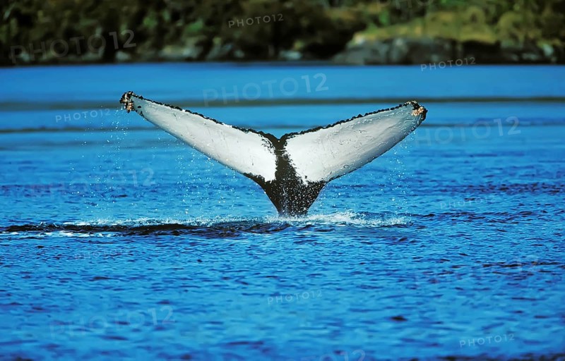 Fluke of a humpback whale (Megaptera novaeangliae)