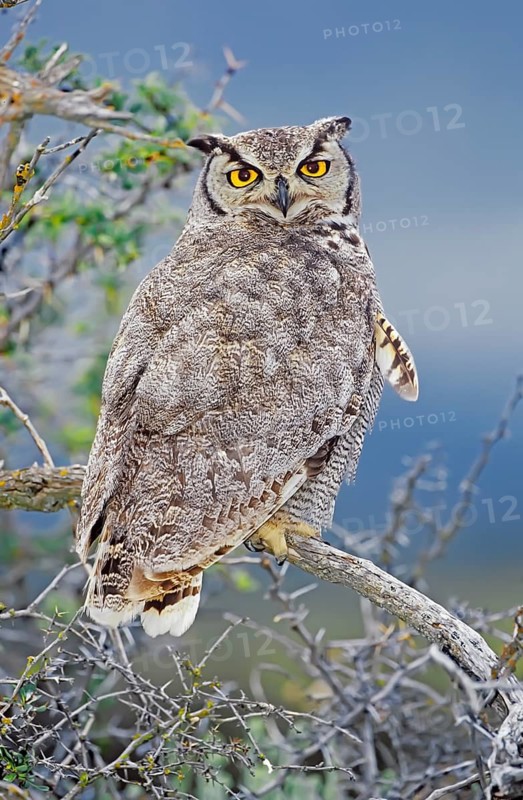 Magellanic horned owl (Bubo magellanicus) sitting on a tree