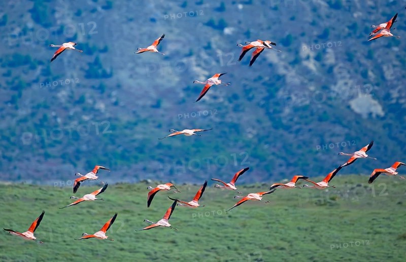 Chilean flamingos (Phoenicopterus chilensis) in flight