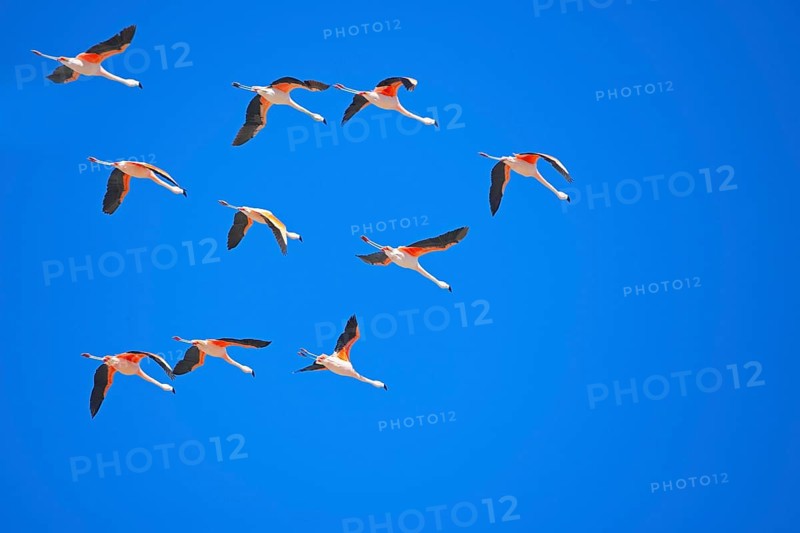 Chilean flamingos (Phoenicopterus chilensis) in flight