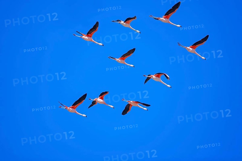 Chilean flamingos (Phoenicopterus chilensis) in flight