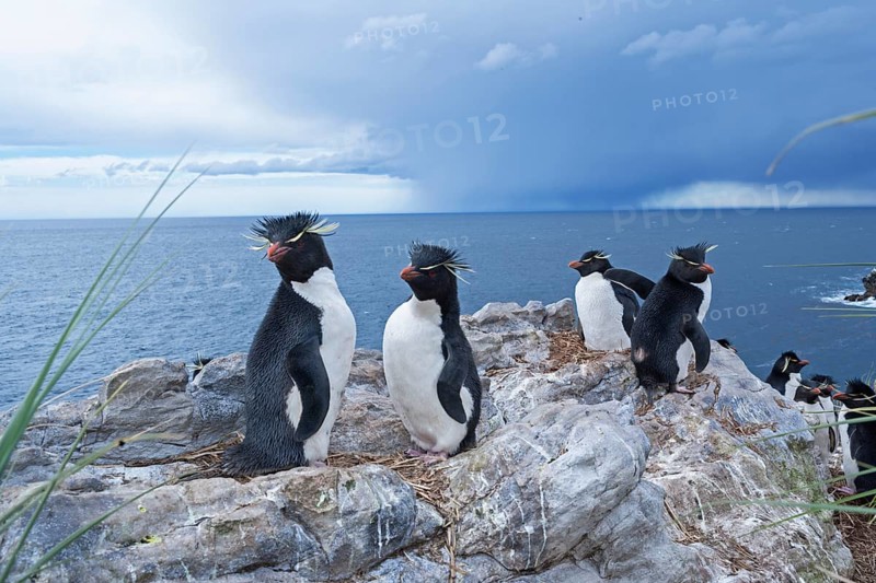 Group of rockhopper penguins (Eudyptes chrysocome) on a rock