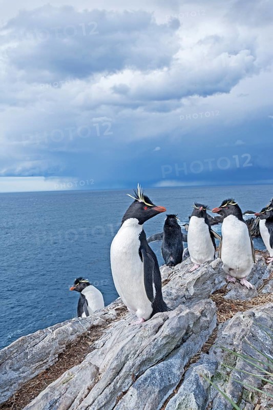 Group of rockhopper penguins (Eudyptes chrysocome) on a rock