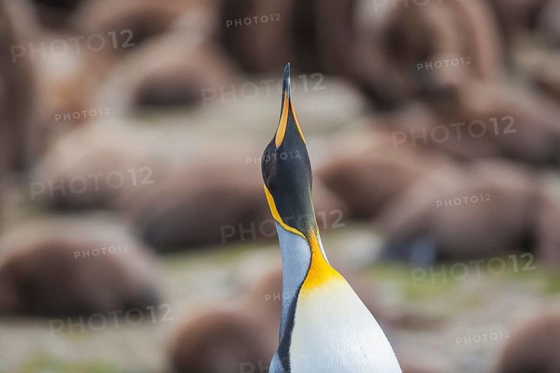 King penguin (Aptenodytes patagonicus)