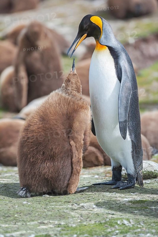 An adult King penguin (Aptenodytes patagonicus) feeding its chick