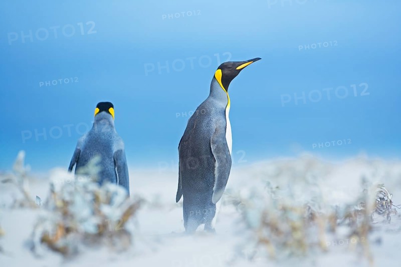 King Penguins (Aptenodytes patagonicus) in snowstorm