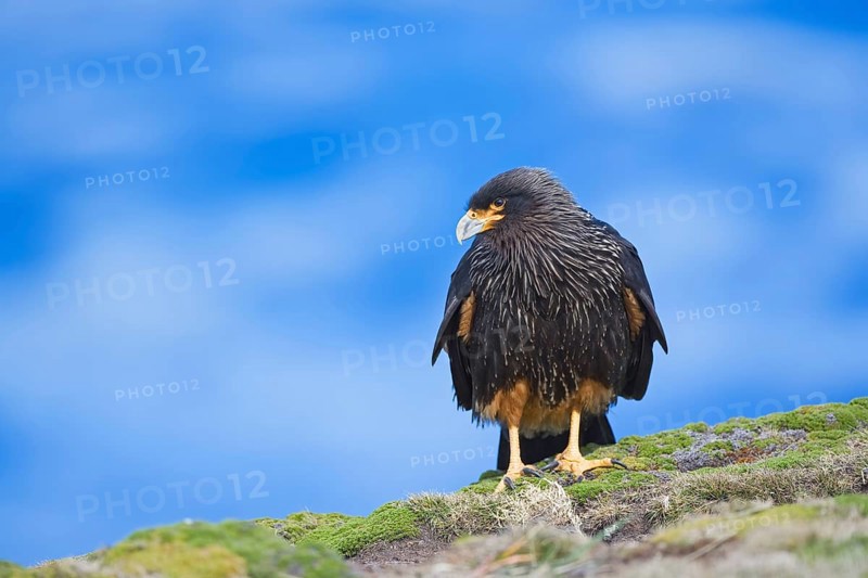 Striated Caracara (Phalcoboenus australis)