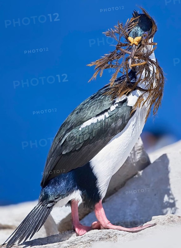 King cormorant (Phalacrocorax atriceps) with seaweed in beak