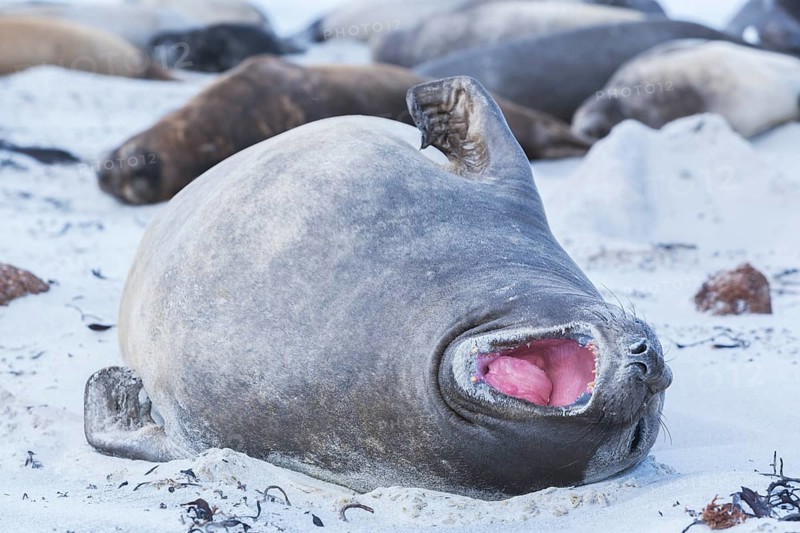 Southern Elephant Seal (Mirounga leonina)